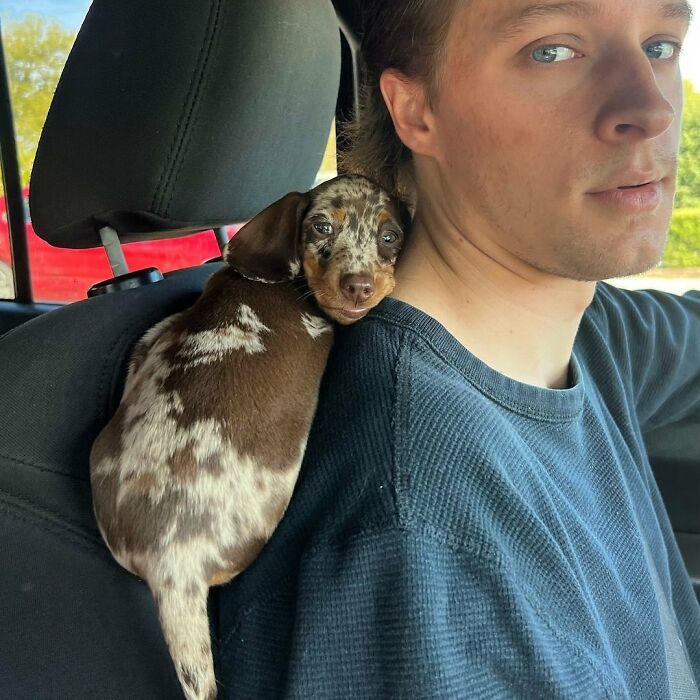 Why Dachshunds Are Basically The Funniest, Cutest Little Dogs Ever