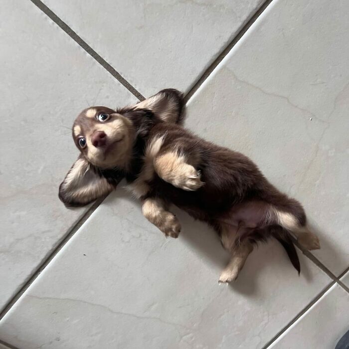Why Dachshunds Are Basically The Funniest, Cutest Little Dogs Ever