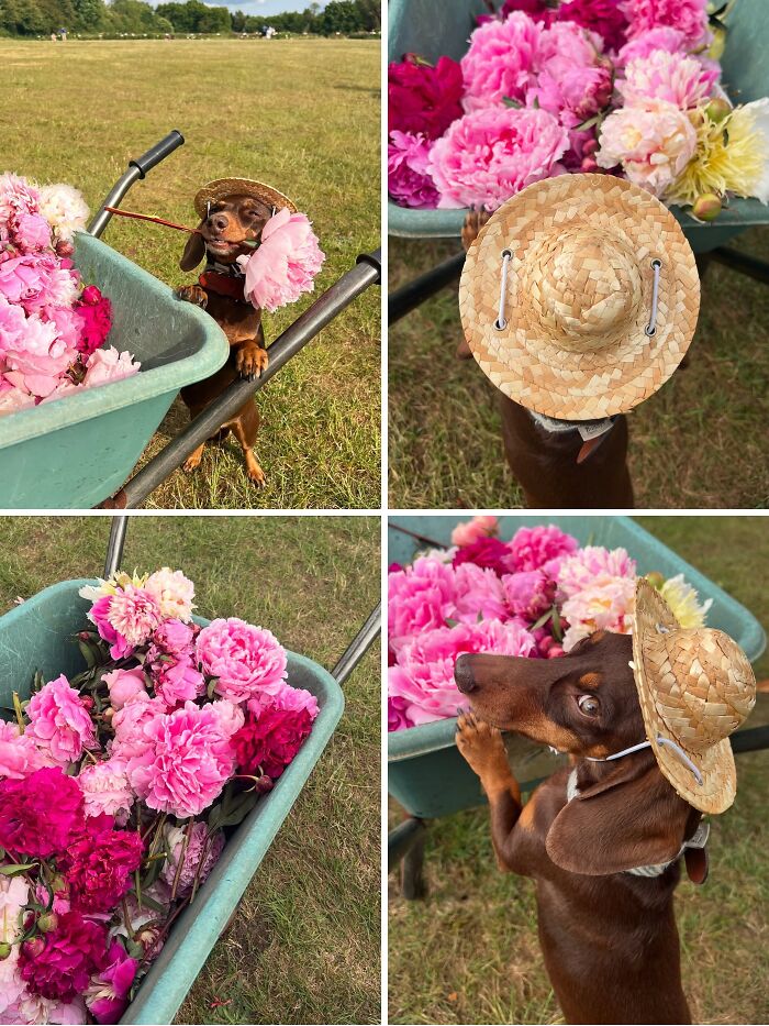 Why Dachshunds Are Basically The Funniest, Cutest Little Dogs Ever