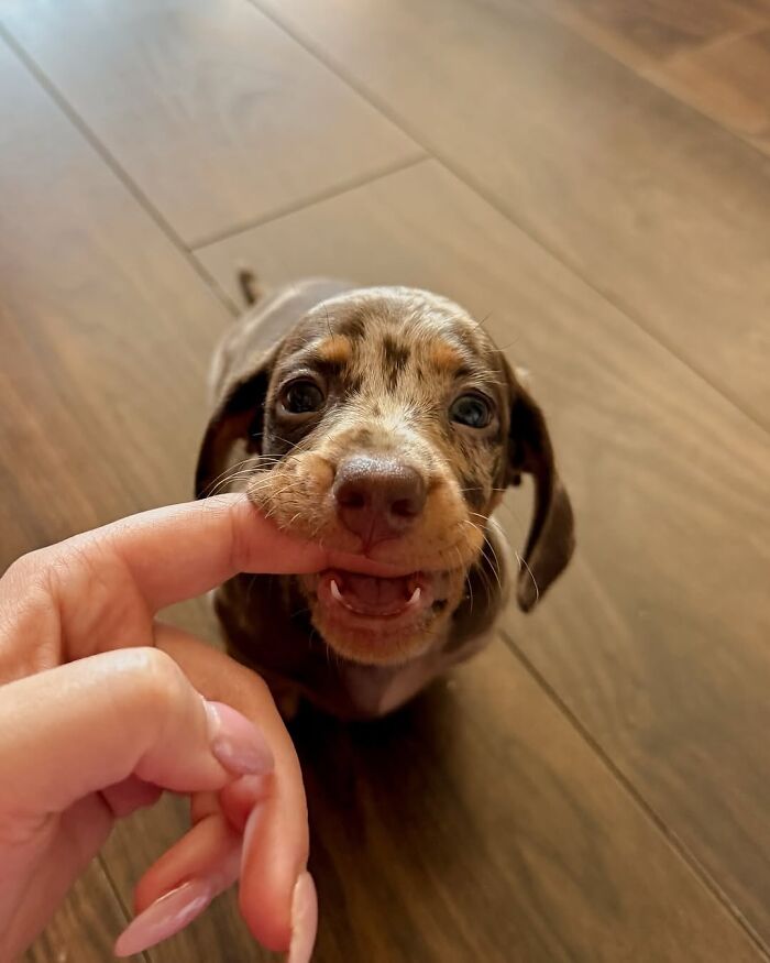 Why Dachshunds Are Basically The Funniest, Cutest Little Dogs Ever