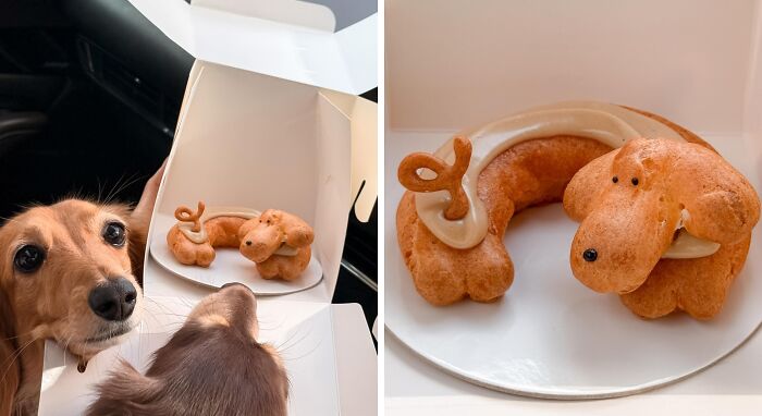 Why Dachshunds Are Basically The Funniest, Cutest Little Dogs Ever