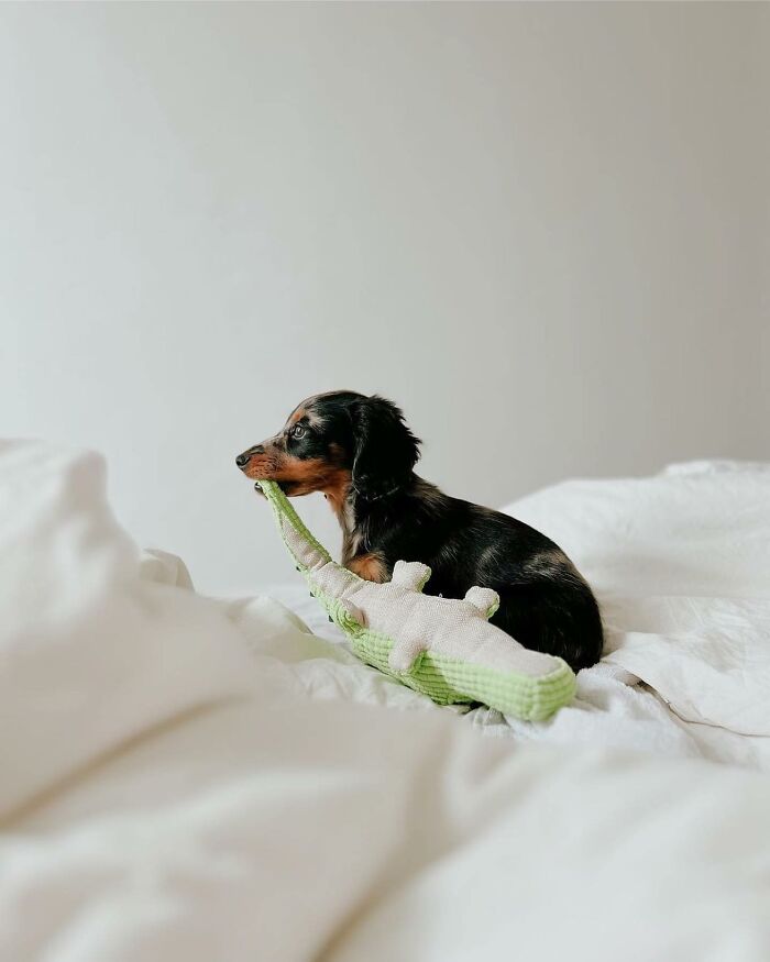 Why Dachshunds Are Basically The Funniest, Cutest Little Dogs Ever