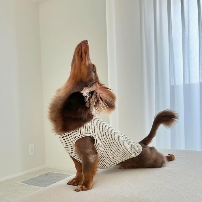 Why Dachshunds Are Basically The Funniest, Cutest Little Dogs Ever