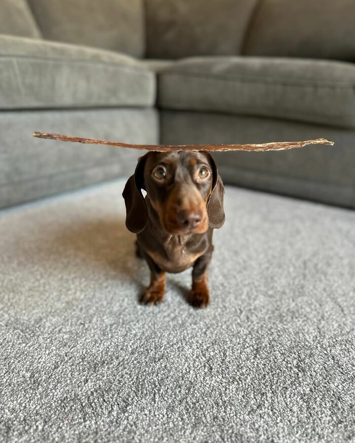 Why Dachshunds Are Basically The Funniest, Cutest Little Dogs Ever