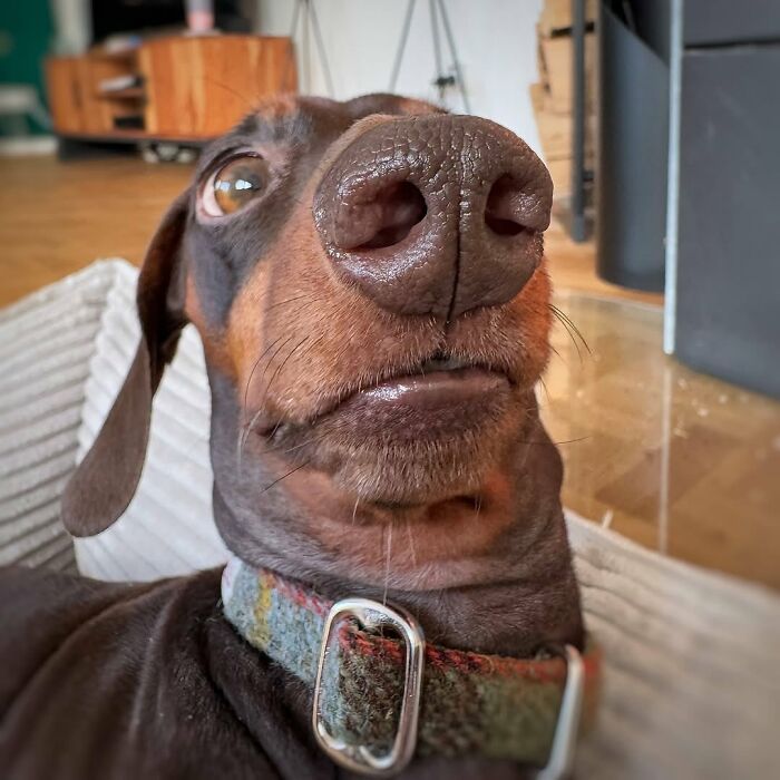 Why Dachshunds Are Basically The Funniest, Cutest Little Dogs Ever