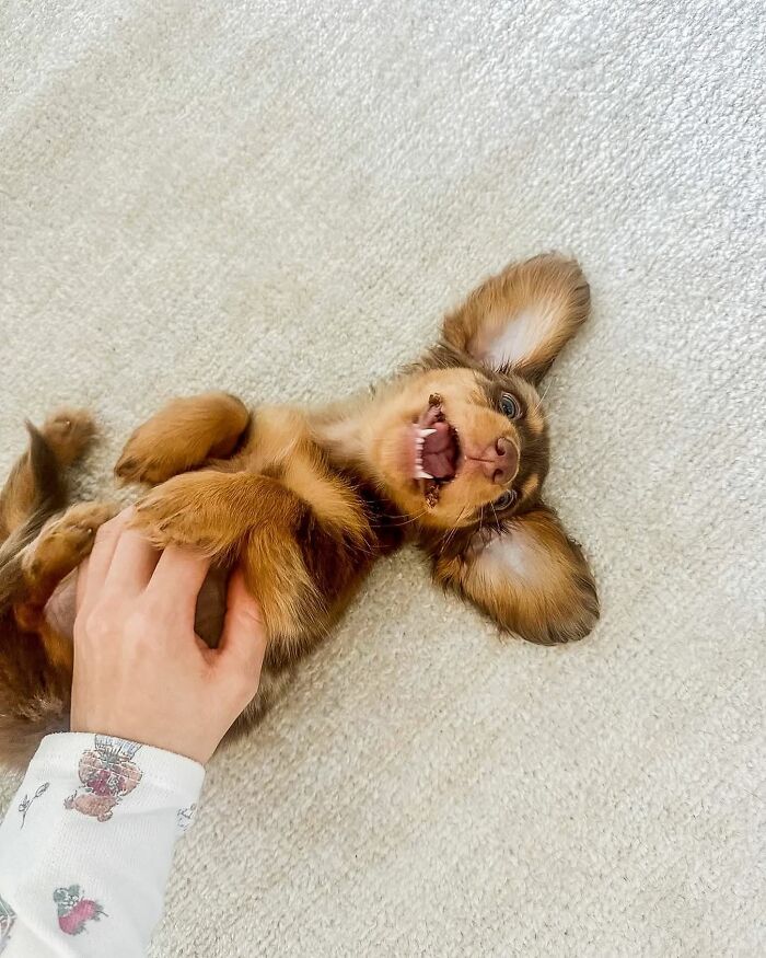 Why Dachshunds Are Basically The Funniest, Cutest Little Dogs Ever