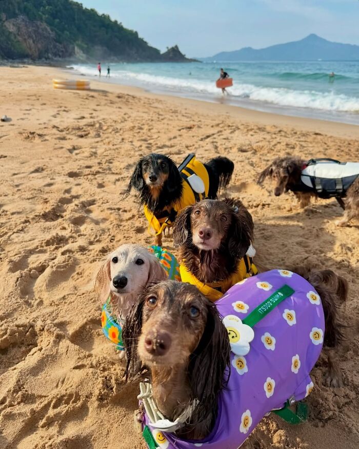 Why Dachshunds Are Basically The Funniest, Cutest Little Dogs Ever