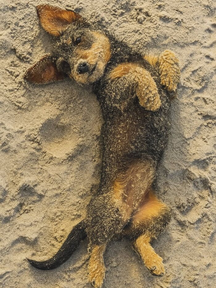 Why Dachshunds Are Basically The Funniest, Cutest Little Dogs Ever