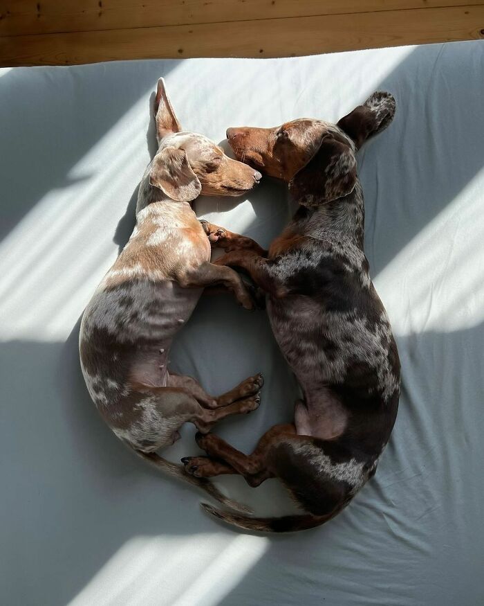 Why Dachshunds Are Basically The Funniest, Cutest Little Dogs Ever