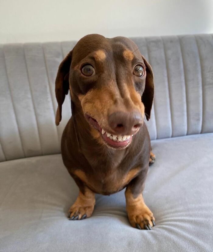 Why Dachshunds Are Basically The Funniest, Cutest Little Dogs Ever