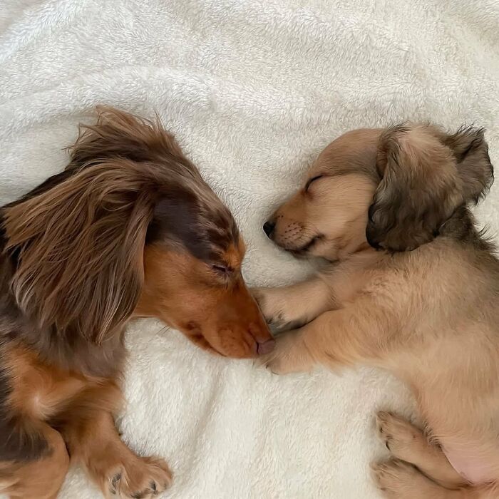 Why Dachshunds Are Basically The Funniest, Cutest Little Dogs Ever