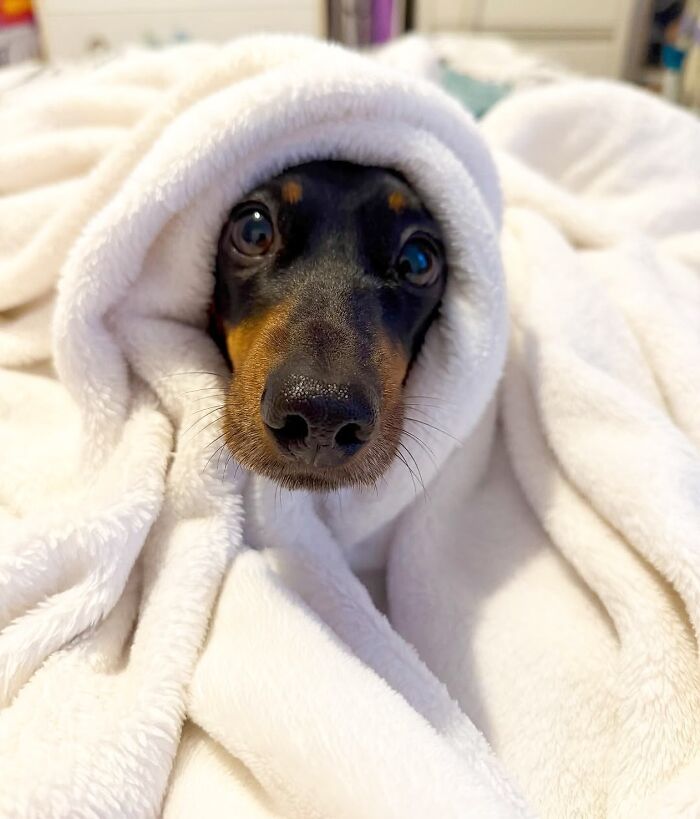 Why Dachshunds Are Basically The Funniest, Cutest Little Dogs Ever