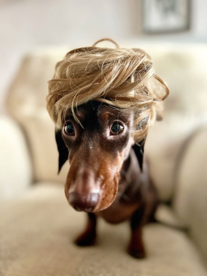 Why Dachshunds Are Basically The Funniest, Cutest Little Dogs Ever