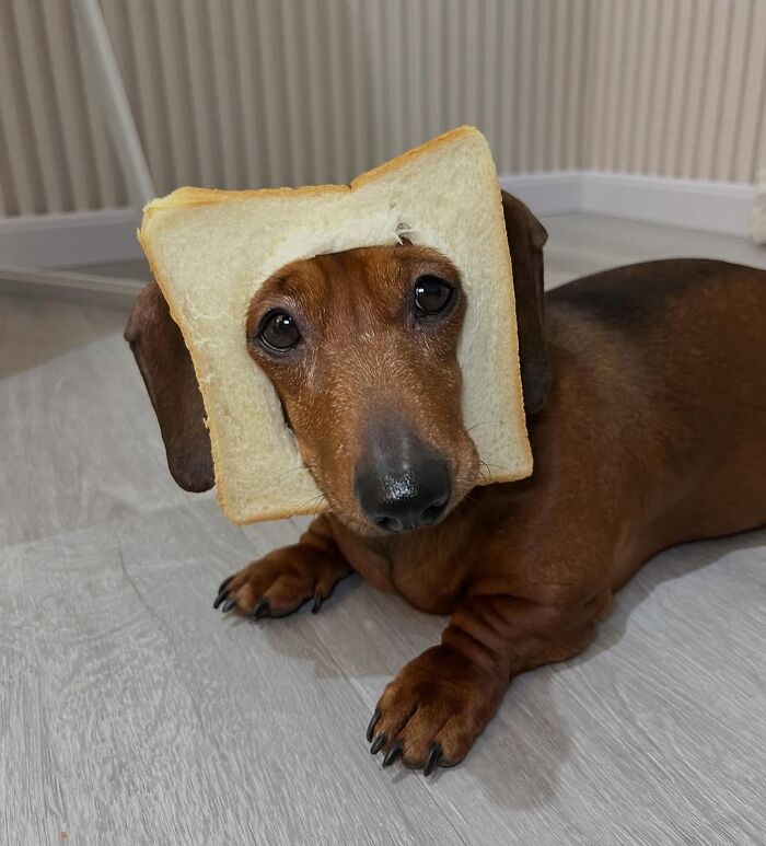 Why Dachshunds Are Basically The Funniest, Cutest Little Dogs Ever