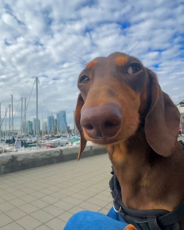 Why Dachshunds Are Basically The Funniest, Cutest Little Dogs Ever