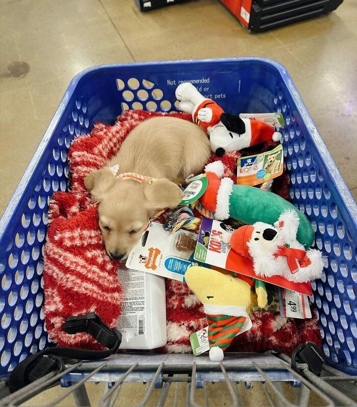 Why Dachshunds Are Basically The Funniest, Cutest Little Dogs Ever