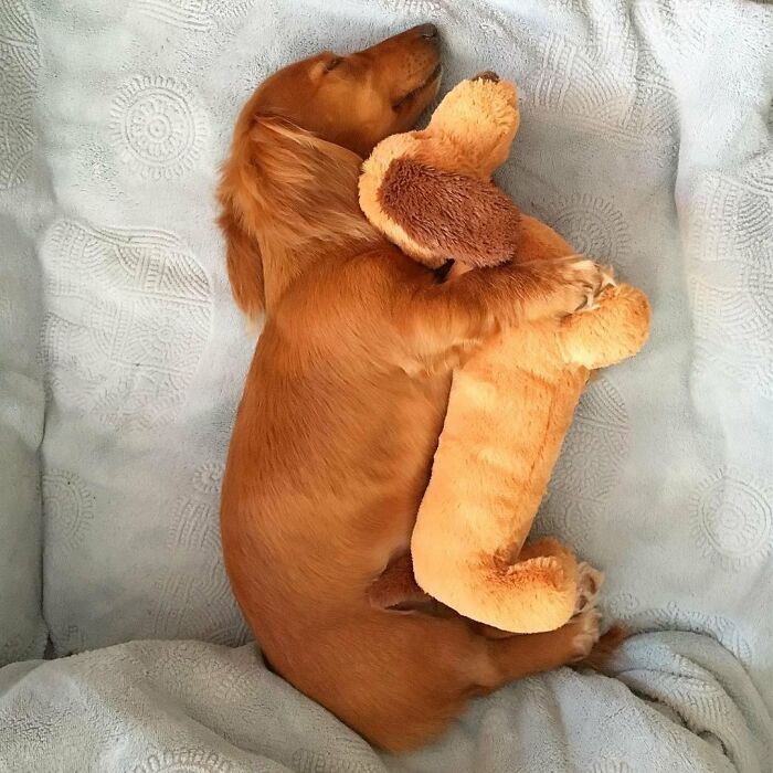 Why Dachshunds Are Basically The Funniest, Cutest Little Dogs Ever