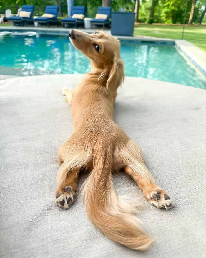 Why Dachshunds Are Basically The Funniest, Cutest Little Dogs Ever