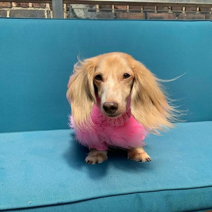 Why Dachshunds Are Basically The Funniest, Cutest Little Dogs Ever