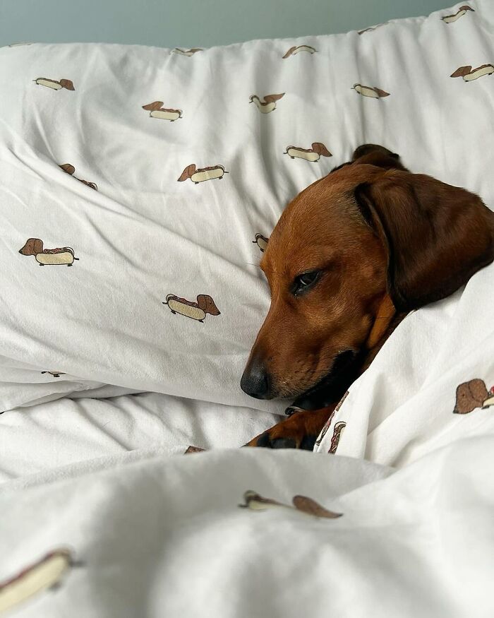 Why Dachshunds Are Basically The Funniest, Cutest Little Dogs Ever