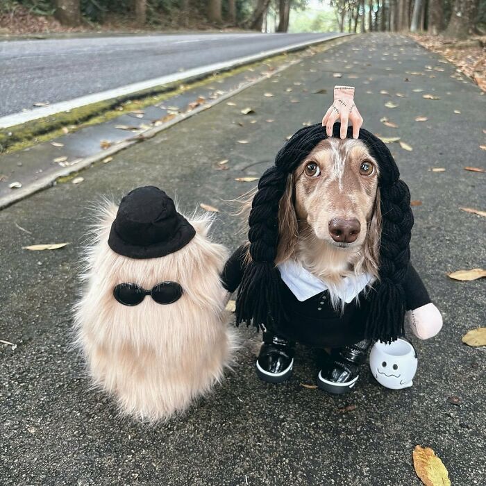 Why Dachshunds Are Basically The Funniest, Cutest Little Dogs Ever