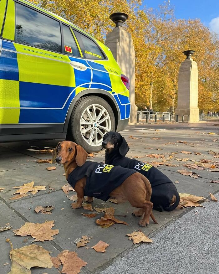 Why Dachshunds Are Basically The Funniest, Cutest Little Dogs Ever