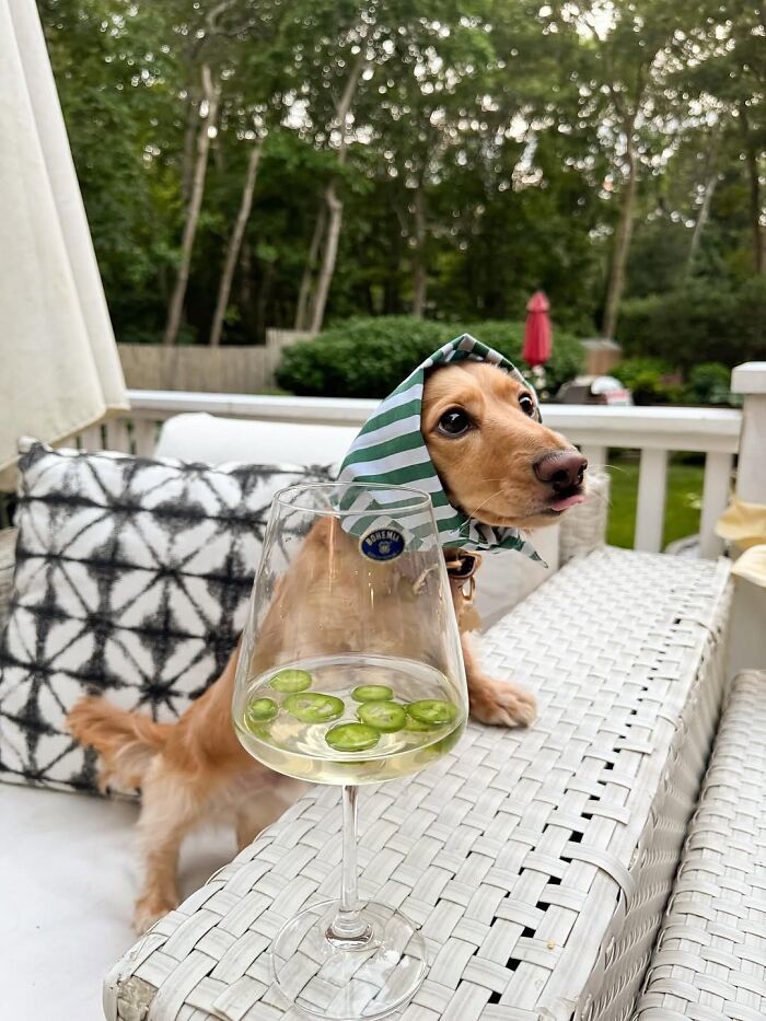 Why Dachshunds Are Basically The Funniest, Cutest Little Dogs Ever