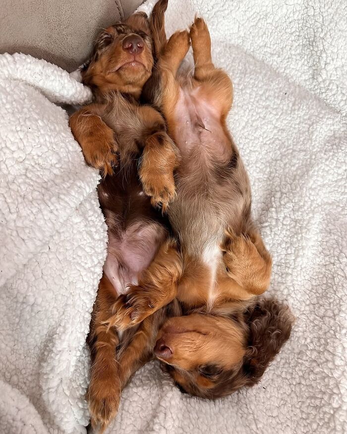 Why Dachshunds Are Basically The Funniest, Cutest Little Dogs Ever