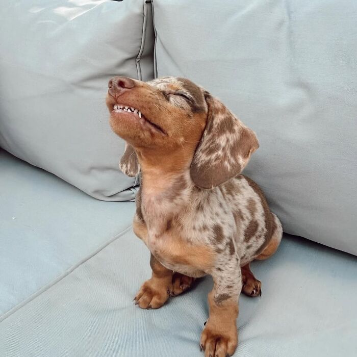 Why Dachshunds Are Basically The Funniest, Cutest Little Dogs Ever