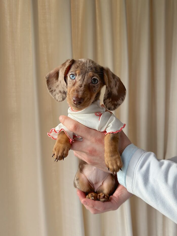 Why Dachshunds Are Basically The Funniest, Cutest Little Dogs Ever