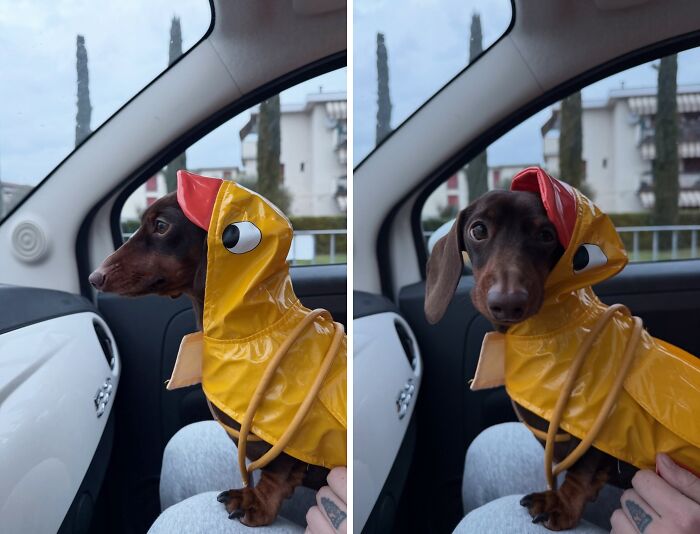 Why Dachshunds Are Basically The Funniest, Cutest Little Dogs Ever