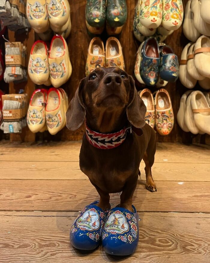 Why Dachshunds Are Basically The Funniest, Cutest Little Dogs Ever