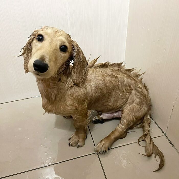 Why Dachshunds Are Basically The Funniest, Cutest Little Dogs Ever