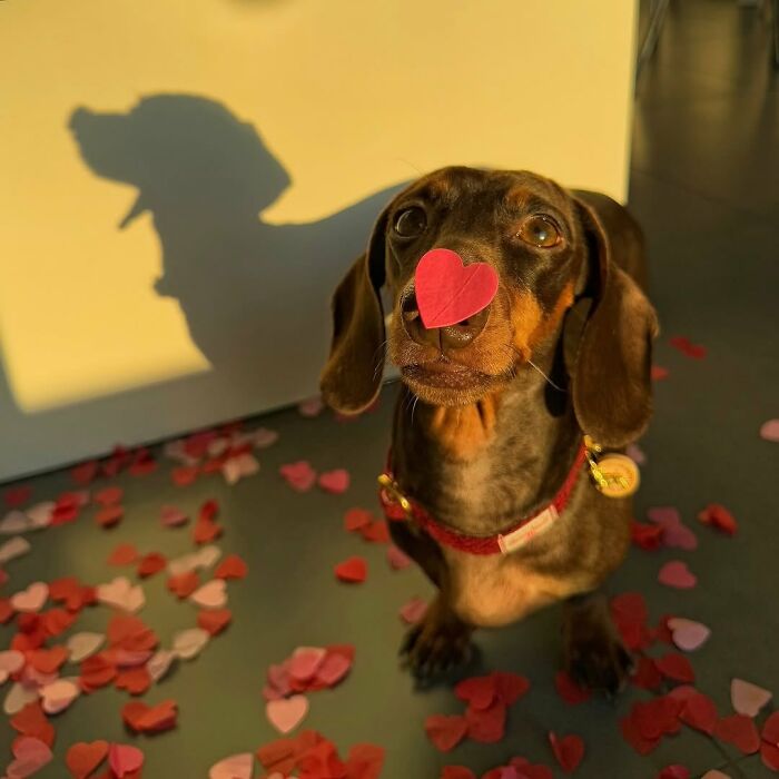 Why Dachshunds Are Basically The Funniest, Cutest Little Dogs Ever