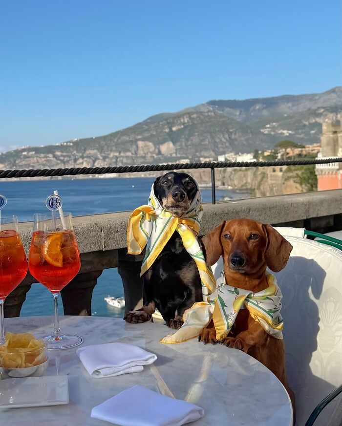 Why Dachshunds Are Basically The Funniest, Cutest Little Dogs Ever