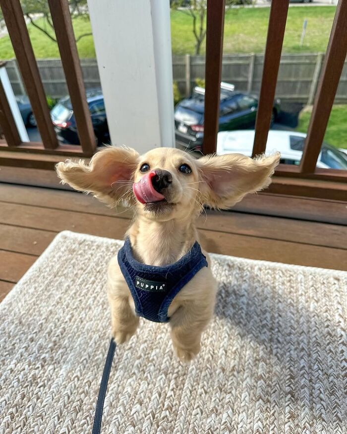 Why Dachshunds Are Basically The Funniest, Cutest Little Dogs Ever