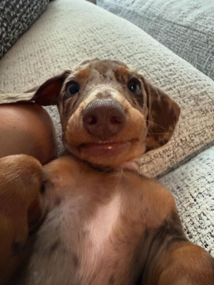 Why Dachshunds Are Basically The Funniest, Cutest Little Dogs Ever