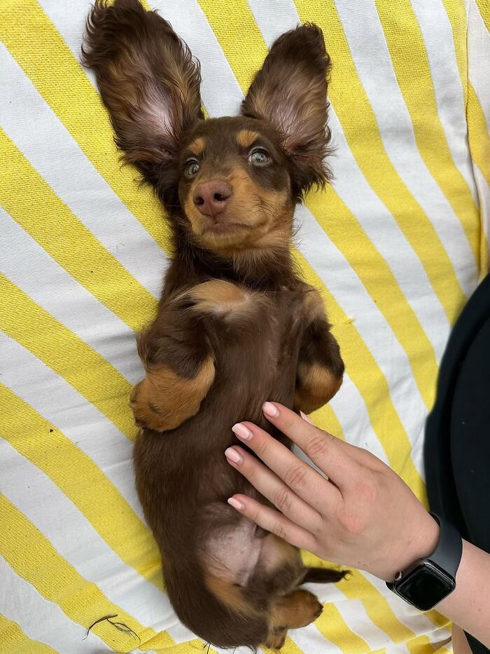 Why Dachshunds Are Basically The Funniest, Cutest Little Dogs Ever