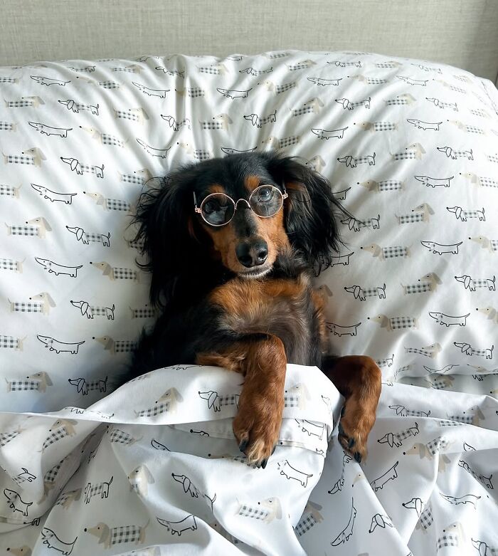 Why Dachshunds Are Basically The Funniest, Cutest Little Dogs Ever