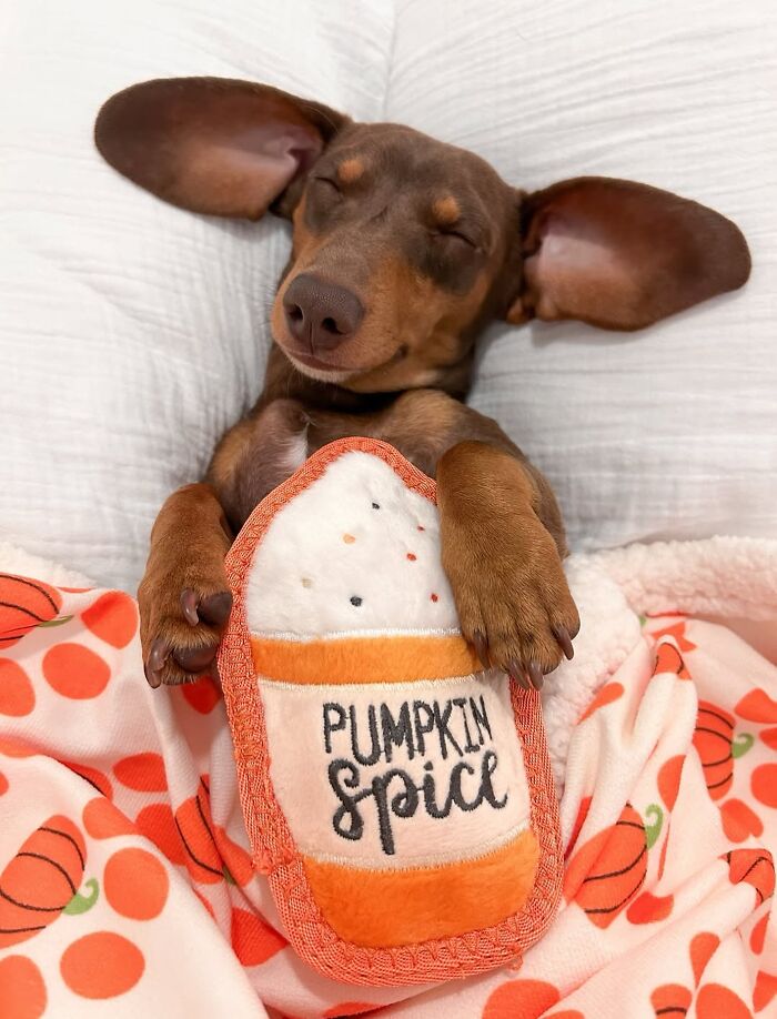 Why Dachshunds Are Basically The Funniest, Cutest Little Dogs Ever