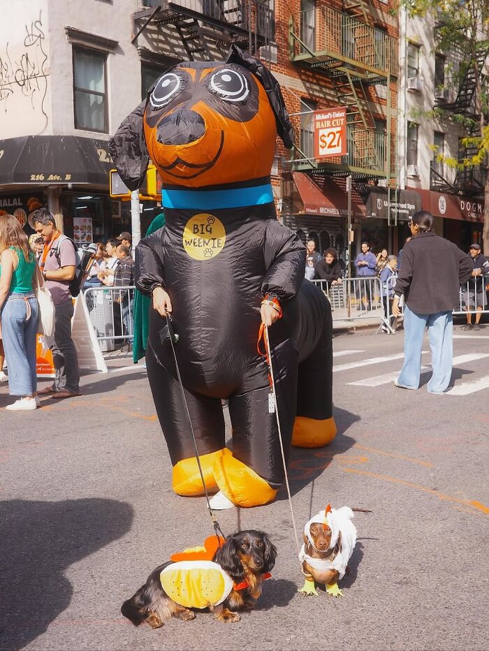 Why Dachshunds Are Basically The Funniest, Cutest Little Dogs Ever