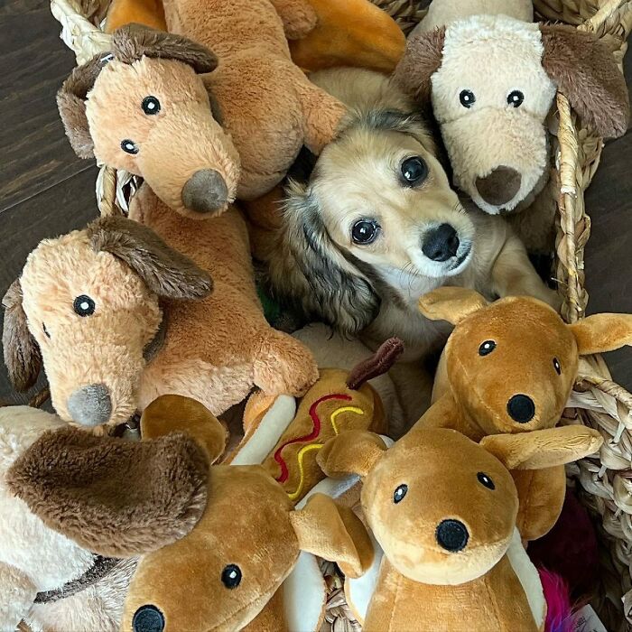 Why Dachshunds Are Basically The Funniest, Cutest Little Dogs Ever