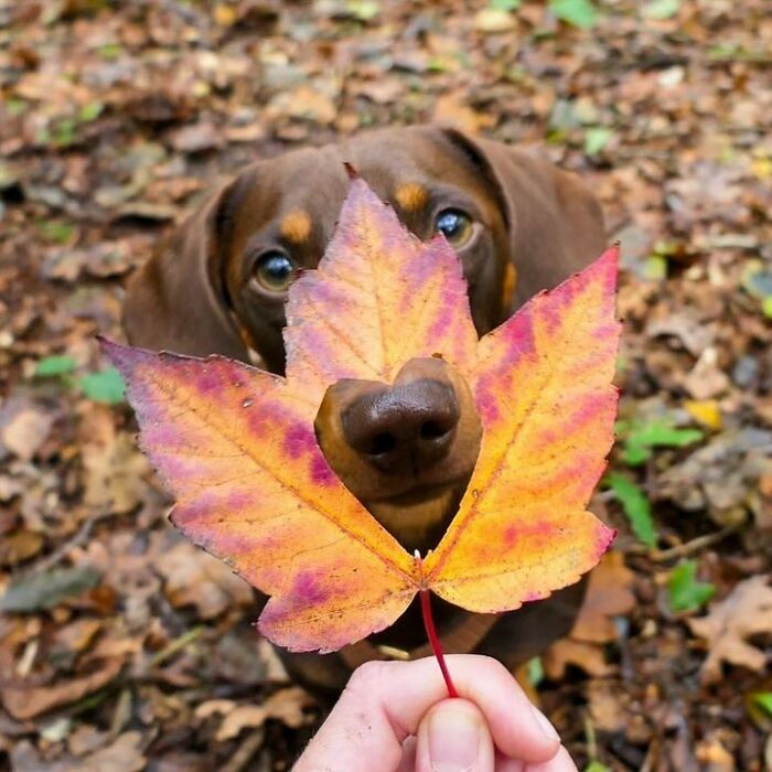 Why Dachshunds Are Basically The Funniest, Cutest Little Dogs Ever