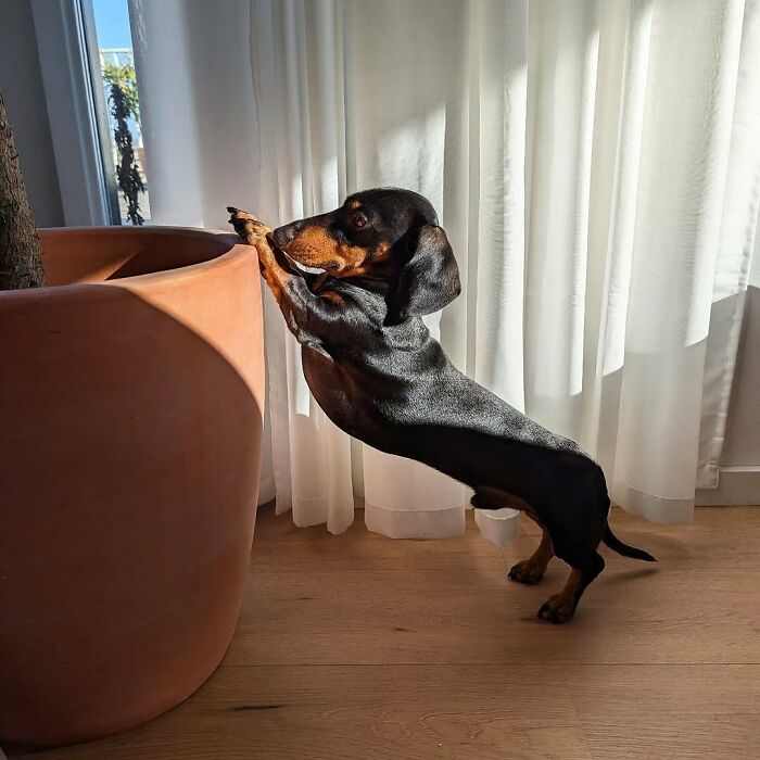 Why Dachshunds Are Basically The Funniest, Cutest Little Dogs Ever