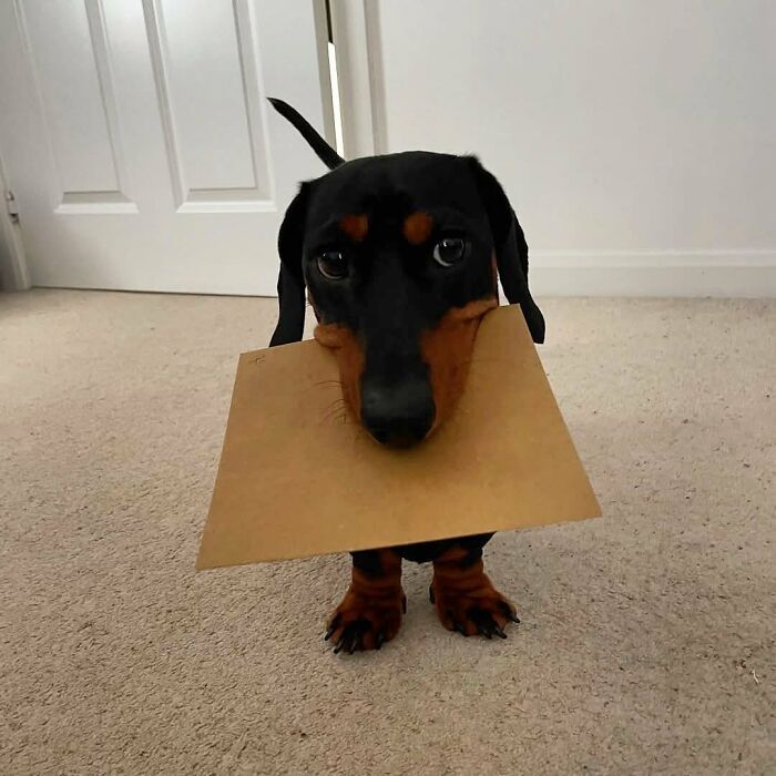 Why Dachshunds Are Basically The Funniest, Cutest Little Dogs Ever