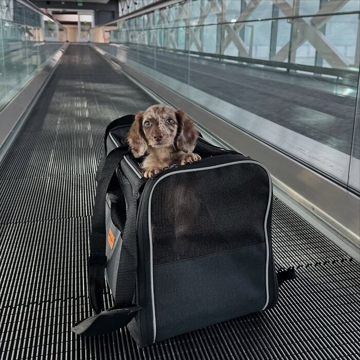 Why Dachshunds Are Basically The Funniest, Cutest Little Dogs Ever