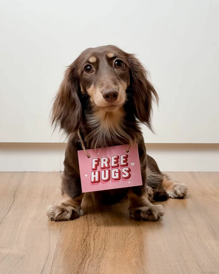 Why Dachshunds Are Basically The Funniest, Cutest Little Dogs Ever