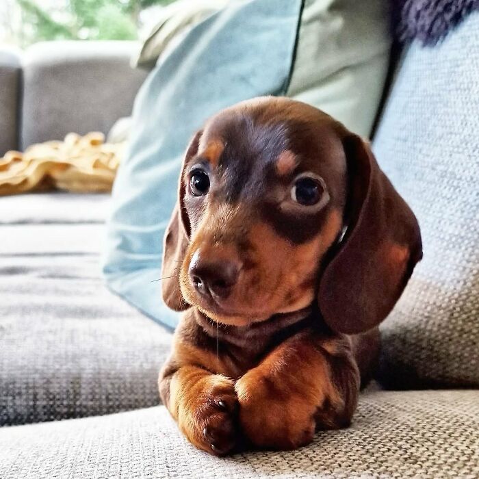 Why Dachshunds Are Basically The Funniest, Cutest Little Dogs Ever