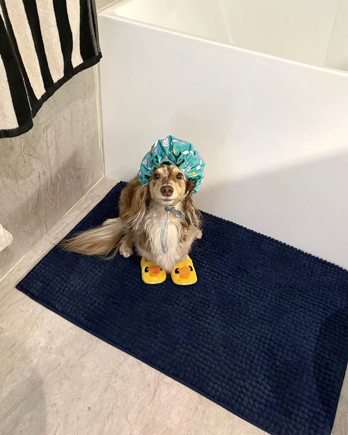 Why Dachshunds Are Basically The Funniest, Cutest Little Dogs Ever