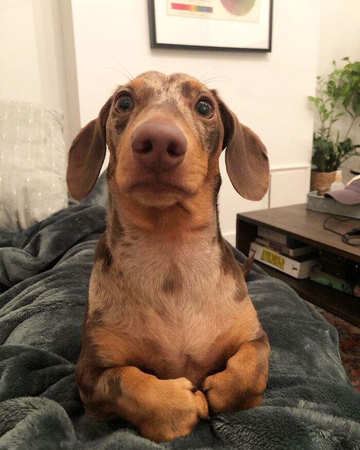 Why Dachshunds Are Basically The Funniest, Cutest Little Dogs Ever